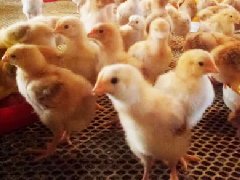 长沙市周边孵化鸡苗