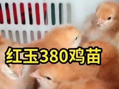 乐山红玉鸡苗孵化厂