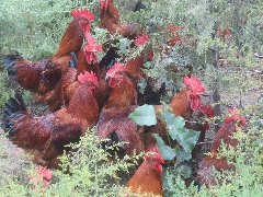 福州正宗散养土鸡