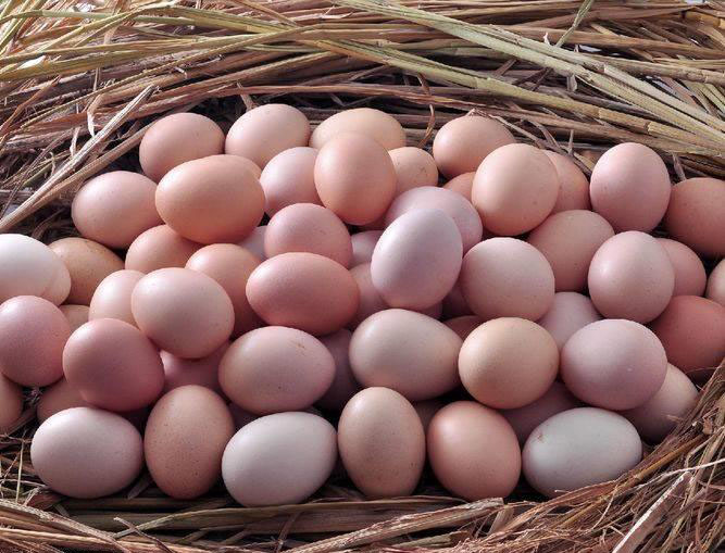 海口销售农家土鸡蛋