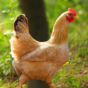 养鸡饲养管理重点技术。