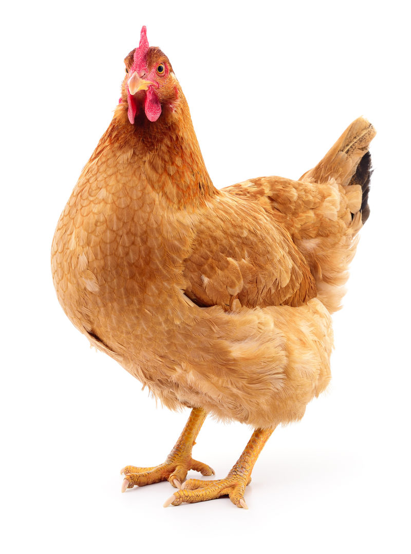 养鸡户提高成活率和质量