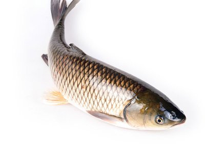 宁波养鱼方法有哪些