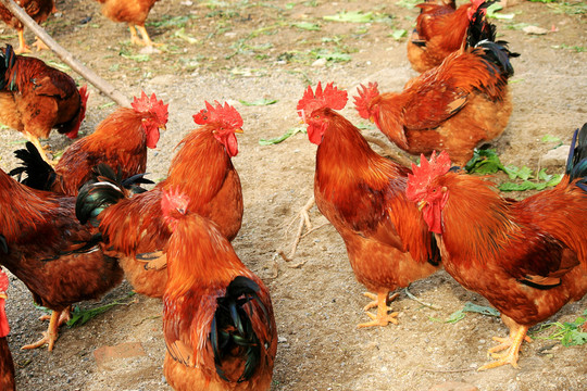 上海长宁出售放养土鸡
