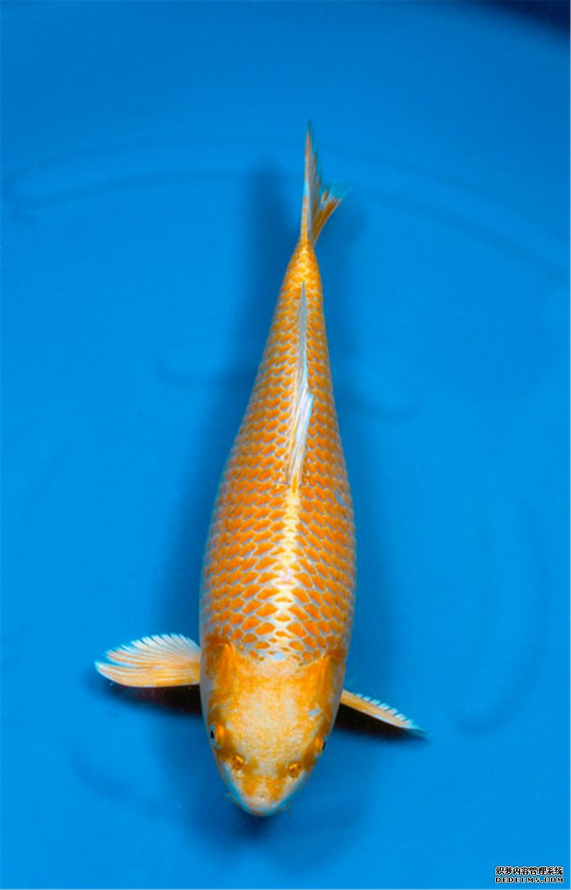 慈溪养鱼常见问题有哪些