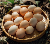 常州市销售农家土鸡蛋