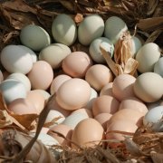 蚌埠批发散养土鸡蛋