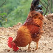 养鸡如何预防禽流感