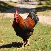养殖户预防散养土鸡病情。